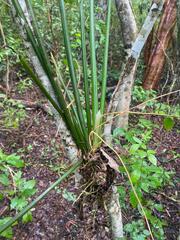 Trichocentrum caatingaense