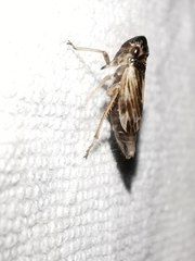 Evacanthus acuminatus