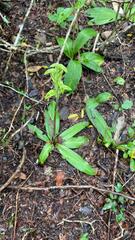 Sarcoglottis curvisepala