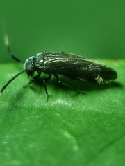 Dypsocus