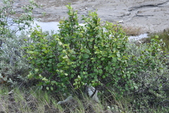 Alnus alnobetula fruticosa