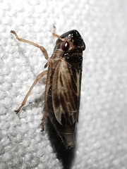 Evacanthus acuminatus