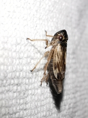 Evacanthus acuminatus