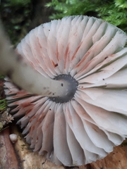 Pluteus salicinus
