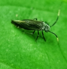 Dypsocus