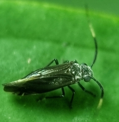Dypsocus