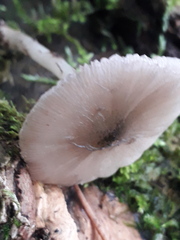 Pluteus salicinus