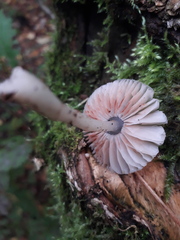 Pluteus salicinus