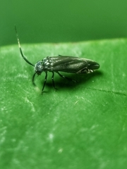 Dypsocus