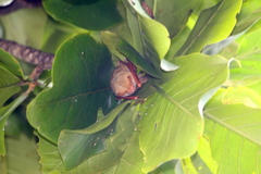 Myotis formosus flavus