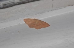 Cyclophora linearia