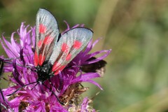 Zygaena exulans