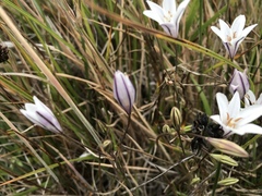 Triteleia peduncularis