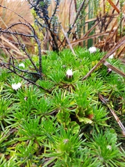 Werneria crassa crassa