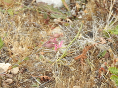 Silene scouleri scouleri