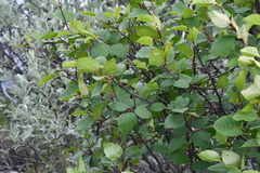 Alnus alnobetula fruticosa