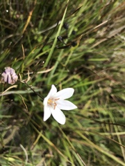 Triteleia peduncularis