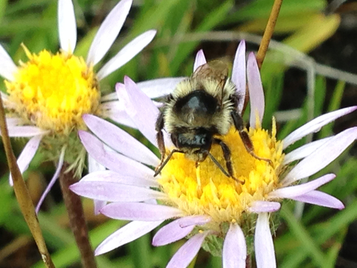 iNaturalist observation photo of Pyrobombus
