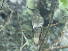 Boissonneaua flavescens