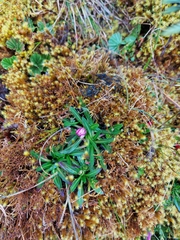 Hypochaeris sessiliflora