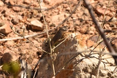 Cophosaurus texanus scitulus