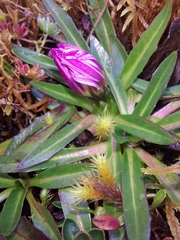 Hypochaeris sessiliflora