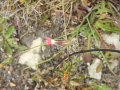 Silene scouleri scouleri