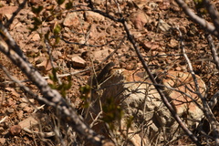 Cophosaurus texanus scitulus