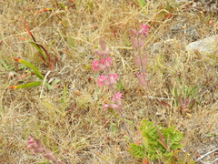 Silene scouleri scouleri