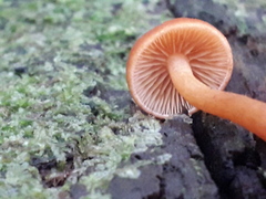 Gymnopilus bellulus