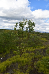 Salix jenisseensis