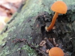 Gymnopilus bellulus