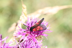 Zygaena viciae