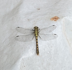 Ophiogomphus severus