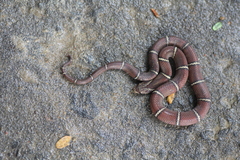 Oligodon albocinctus