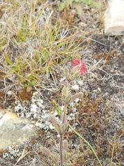 Silene scouleri scouleri