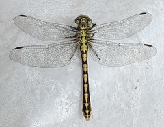 Ophiogomphus severus