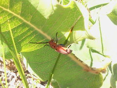 Tetraopes quinquemaculatus