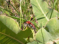 Tetraopes quinquemaculatus