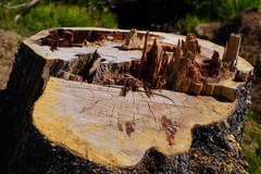 Pinus contorta murrayana