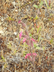 Silene scouleri scouleri