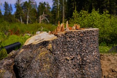 Pinus contorta murrayana