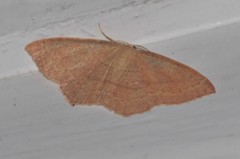 Cyclophora linearia