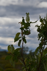 Salix jenisseensis