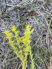 Sedum acre