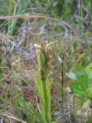 Platanthera huronensis