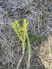 Sedum acre