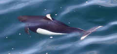 Phocoenoides dalli