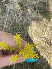 Sedum acre