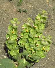 Phlomoides molucelloides